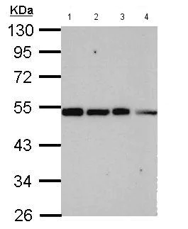 Western blot - Anti-CSN2 antibody (AB155920)