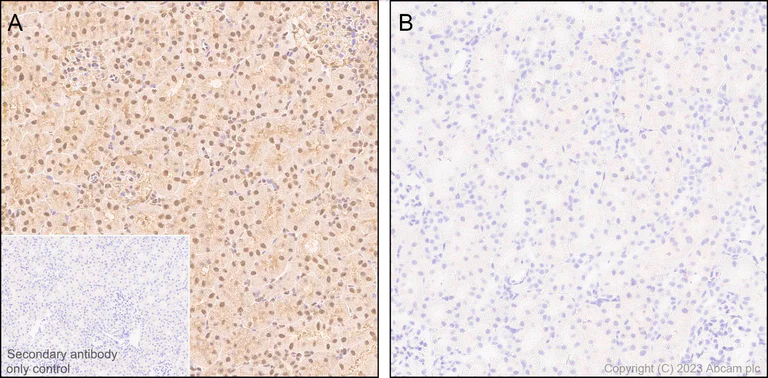 Immunohistochemistry (Formalin/PFA-fixed paraffin-embedded sections) - Anti-CSN2 (phospho S24) antibody [EPR25868-2] (AB313769)