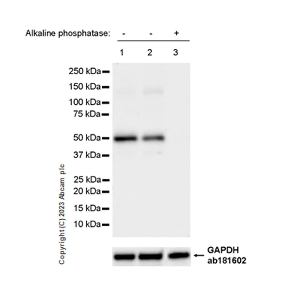Western blot - Anti-CSN2 (phospho S24) antibody [EPR25868-2] (AB313769)
