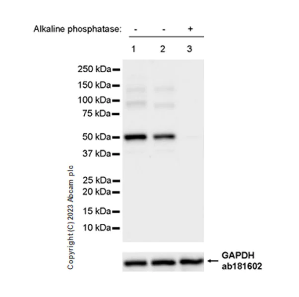 Western blot - Anti-CSN2 (phospho S24) antibody [EPR25868-2] (AB313769)