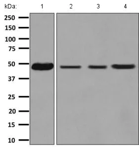 Western blot - Anti-CSN4 antibody [EPR7453] - BSA and Azide free (AB248882)