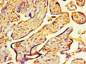 Immunohistochemistry (Formalin/PFA-fixed paraffin-embedded sections) - Anti-CSN7A antibody (AB235400)