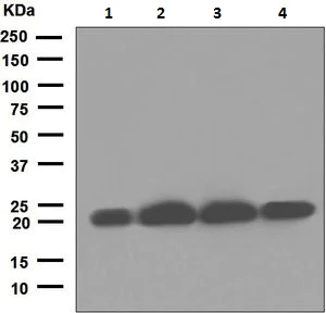 Western blot - Anti-CSN8 antibody [EPR5139] (AB124779)