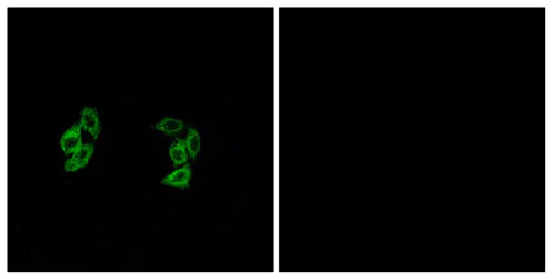 Immunocytochemistry/ Immunofluorescence - Anti-CSNK1A1 + CSNK1A1L antibody (AB196684)