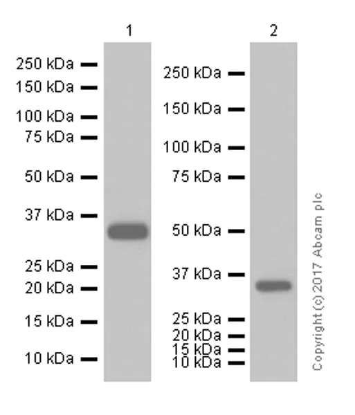 Western blot - Anti-CSNK1A1 + CSNK1A1L antibody [EPR1961(2)] (AB108296)