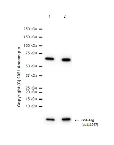 Western blot - Anti-CSNK1A1 + CSNK1A1L antibody [EPR1961(2)] (AB108296)