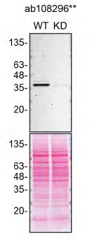 Western blot - Anti-CSNK1A1 + CSNK1A1L antibody [EPR1961(2)] - BSA and Azide free (AB242383)