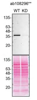 Western blot - Anti-CSNK1A1 + CSNK1A1L antibody [EPR1961(2)] - BSA and Azide free (AB242383)