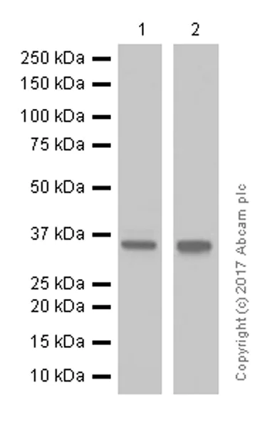 Western blot - Anti-CSNK1A1 + CSNK1A1L antibody [EPR1961(2)] - BSA and Azide free (AB242383)
