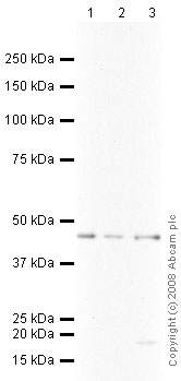 Western blot - Anti-CSNK2A1 antibody (AB10466)