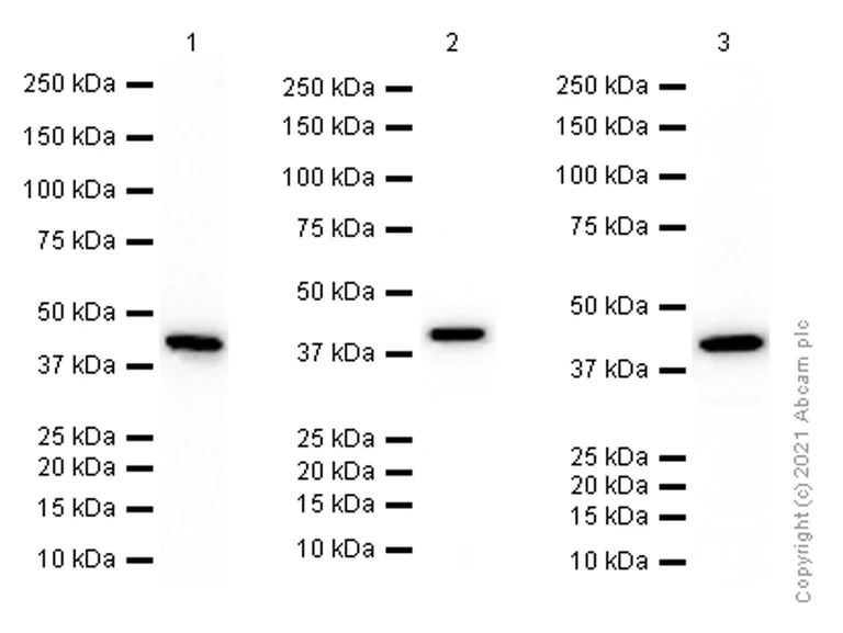 Western blot - Anti-CSNK2A1 antibody [EP1963Y] - BSA and Azide free (AB239873)