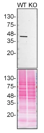Western blot - Anti-CSNK2A1 antibody [EP1963Y] - BSA and Azide free (AB239873)