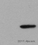 Western blot - Anti-CSNK2A2 antibody (AB10474)