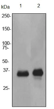 Western blot - Anti-CSPS/STM antibody [EPR3719] - BSA and Azide free (AB247562)