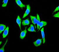Immunocytochemistry/ Immunofluorescence - Anti-CSPS/STM antibody [EPR3720(2)] (AB108401)