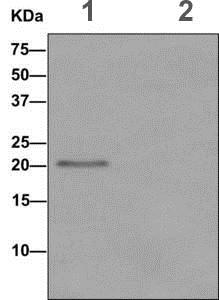 Immunoprecipitation - Anti-CSRP3 antibody [EPR12615(B)] - BSA and Azide free (ab249730), expandable thumbnail