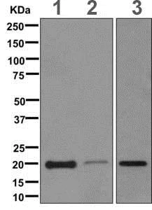 Western blot - Anti-CSRP3 antibody [EPR12615(B)] - BSA and Azide free (AB249730)