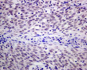 Immunohistochemistry (Formalin/PFA-fixed paraffin-embedded sections) - Anti-CstF-50 antibody [EPR12332] (AB173288)