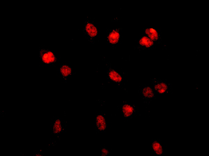 Immunocytochemistry/ Immunofluorescence - Anti-CstF-50 antibody [EPR12332] - BSA and Azide free (AB249750)