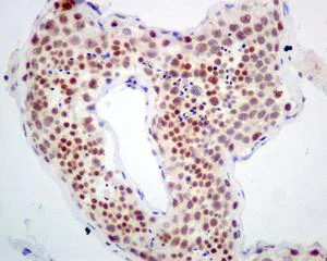Immunohistochemistry (Formalin/PFA-fixed paraffin-embedded sections) - Anti-CstF-50 antibody [EPR12332] - BSA and Azide free (AB249750)