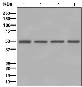 Western blot - Anti-CstF-50 antibody [EPR12332] - BSA and Azide free (AB249750)