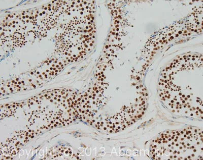 Immunohistochemistry (Formalin/PFA-fixed paraffin-embedded sections) - Anti-CstF-64 antibody (AB72297)