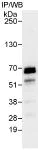 Immunoprecipitation - Anti-CstF-64 antibody (AB72297)