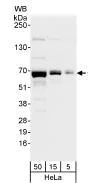 Western blot - Anti-CstF-64 antibody (AB72297)