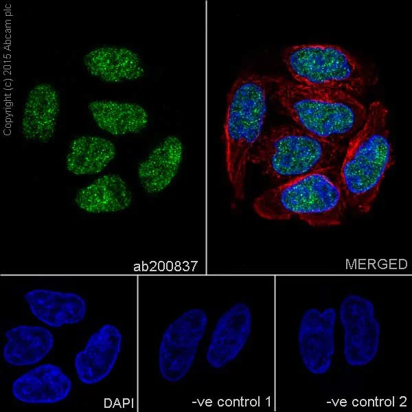 Immunocytochemistry/ Immunofluorescence - Anti-CstF-64 antibody [EPR15698] (AB200837)