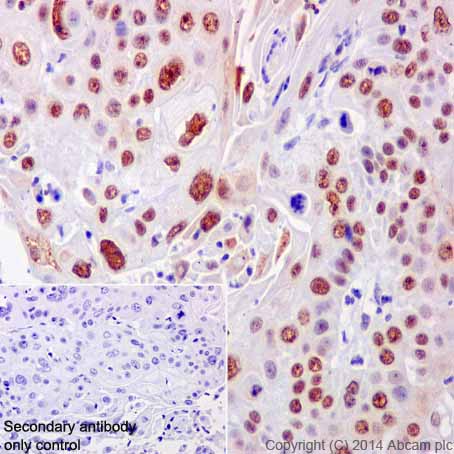 Immunohistochemistry (Formalin/PFA-fixed paraffin-embedded sections) - Anti-CstF-64 antibody [EPR15698] (AB200837)