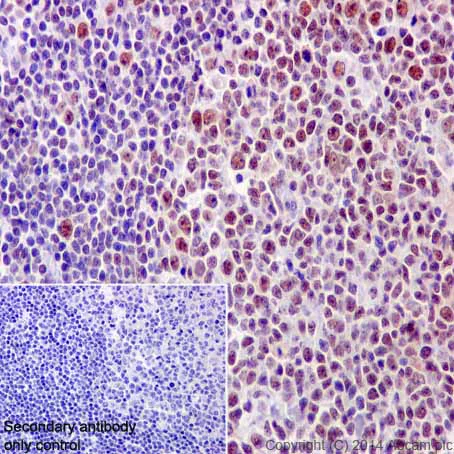 Immunohistochemistry (Formalin/PFA-fixed paraffin-embedded sections) - Anti-CstF-64 antibody [EPR15698] (AB200837)