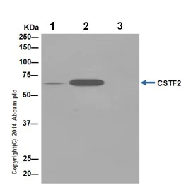 Immunoprecipitation - Anti-CstF-64 antibody [EPR15698] (AB200837)