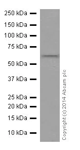Western blot - Anti-CstF-64 antibody [EPR15698] (AB200837)