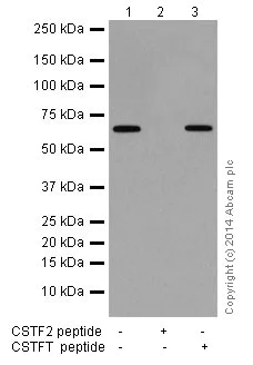 Western blot - Anti-CstF-64 antibody [EPR15698] (AB200837)