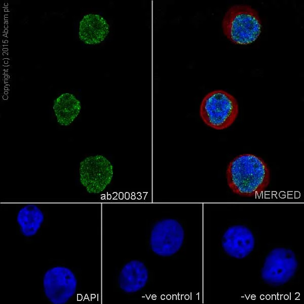 Immunocytochemistry/ Immunofluorescence - Anti-CstF-64 antibody [EPR15698] - BSA and Azide free (AB246326)