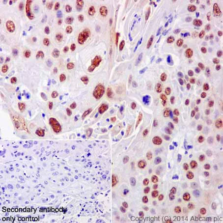 Immunohistochemistry (Formalin/PFA-fixed paraffin-embedded sections) - Anti-CstF-64 antibody [EPR15698] - BSA and Azide free (AB246326)