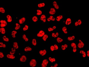 Immunocytochemistry/ Immunofluorescence - Anti-CSTF2T + CSTF2 antibody [EPR8924] (AB138486)