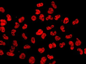 Immunocytochemistry/ Immunofluorescence - Anti-CSTF2T + CSTF2 antibody [EPR8924] - BSA and Azide free (AB248842)