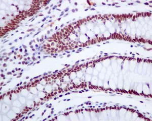 Immunohistochemistry (Formalin/PFA-fixed paraffin-embedded sections) - Anti-CSTF2T + CSTF2 antibody [EPR8924] - BSA and Azide free (AB248842)