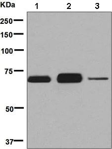 Western blot - Anti-CSTF2T + CSTF2 antibody [EPR8924] - BSA and Azide free (AB248842)