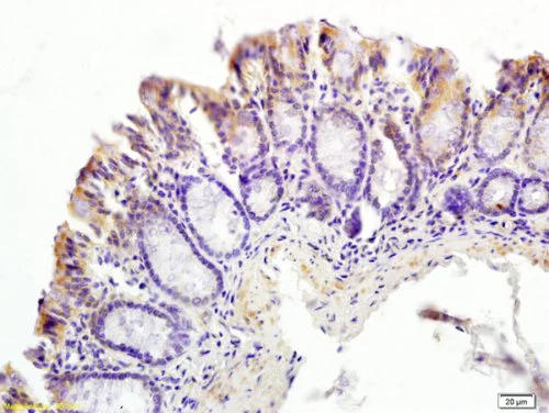 Immunohistochemistry (Formalin/PFA-fixed paraffin-embedded sections) - Anti-CT054 antibody - C-terminal (AB214232)