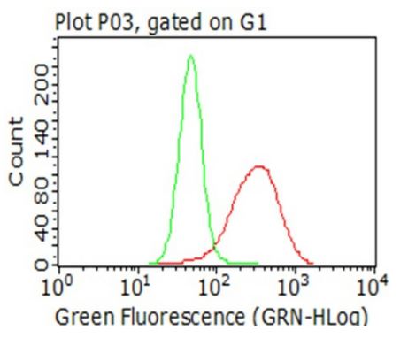Flow Cytometry - Anti-CTAG1B antibody [OTI4D8] - BSA and Azide free (AB275373), expandable thumbnail