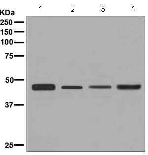 Western blot - Anti-CtBP1 antibody [EPR6800] (AB129181)