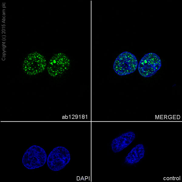 Immunocytochemistry/ Immunofluorescence - Anti-CtBP1 antibody [EPR6800] - BSA and Azide free (AB248335), expandable thumbnail