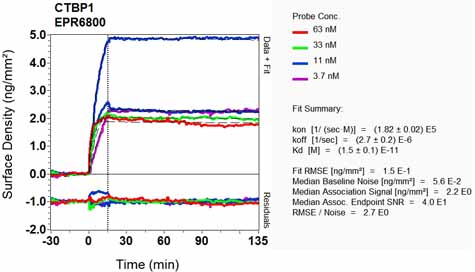 OI-RD Scanning - Anti-CtBP1 antibody [EPR6800] - BSA and Azide free (AB248335), expandable thumbnail