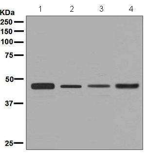 Western blot - Anti-CtBP1 antibody [EPR6800] - BSA and Azide free (AB248335), expandable thumbnail