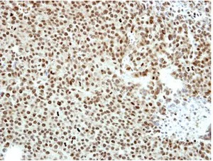Immunohistochemistry (Formalin/PFA-fixed paraffin-embedded sections) - Anti-CTBP2 antibody (AB151766)