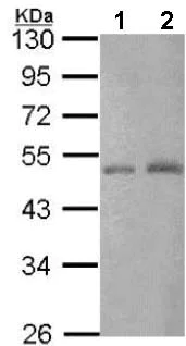 Western blot - Anti-CTBP2 antibody (AB151766)