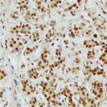 Immunohistochemistry (Formalin/PFA-fixed paraffin-embedded sections) - Anti-CTBP2 antibody - C-terminal (AB190933)