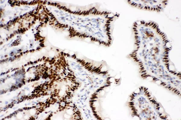 Immunohistochemistry (Formalin/PFA-fixed paraffin-embedded sections) - Anti-CTBP2 antibody - C-terminal (AB190933)